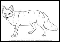 How to Draw a Pampas Fox