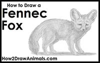 How to Draw a Fennec Fox
