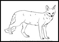How to Draw a Gray Fox
