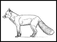 How to Draw a Fox Step by Step