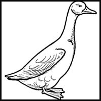 Drawing a Goose : How to Draw Geese Step by Step Tutorial