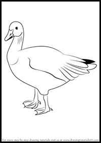 How to Draw a Snow Goose
