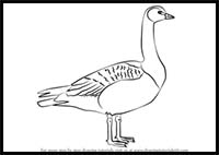 How to Draw a Barnacle Goose
