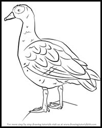 How to Draw an Egyptian Goose
