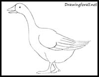 How to Draw a Goose for Beginners