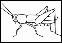 How to Draw a Grasshopper