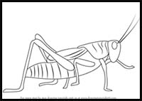 How to Draw Cartoon Grasshoppers & Realistic Grasshoppers : Drawing