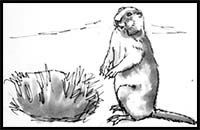 How to Draw a Groundhog (Marmot)