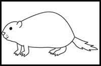 How to Draw Cartoon Groundhogs & Realistic Groundhogs : Drawing