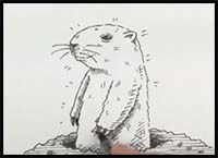 How to Draw a Groundhog