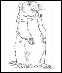 How to Draw Cartoon Groundhogs & Realistic Groundhogs : Drawing