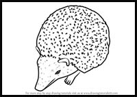 How to Draw a Cute Hedgehog