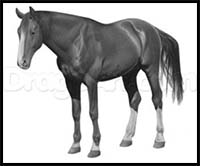 How to Draw a Realistic Horse