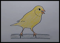 How to Draw a Canary