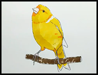 How to Draw and Coloring Canary Bird Step by Step