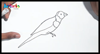 How to Draw a Canary Bird Step by Step