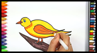 How to Draw a Canary Bird