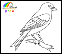 How to Draw a Canary Easy Step by Step