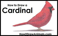 how to draw a cardinal