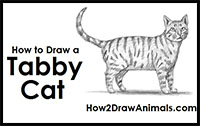 how to draw a tabby cat