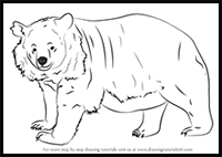 How to Draw an Asian Black Bear
