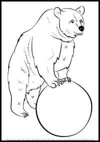 How to Draw a Grizzly Bear