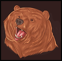 How to Draw a Realistic Bear, Draw Real Bear