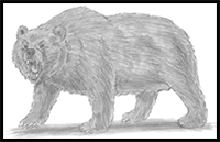 How to Draw a Grizzly Bear (Growling)