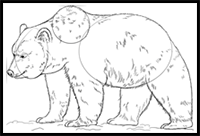 How to Draw Grizzly Bear