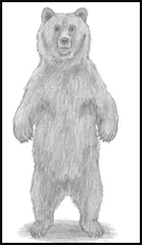 How to Draw a Grizzly Bear (Standing)