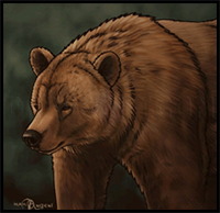 How to Draw Grizzly Bears