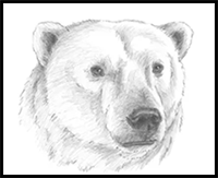 How to Draw a Polar Bear (Head Detail)