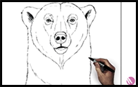 How to Draw a Polar Bear | Step by Step