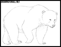 how to draw a Bear