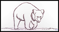 How to Draw a Sloth Bear