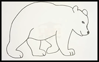 How to Draw a Bear Outline Drawing 