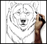How to Draw a Bear | Step by Step