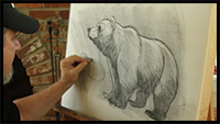 Learn How to Draw a Bear from Pro