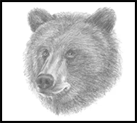 How to Draw a Bear (Head Detail)