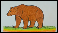 How to Draw a Bear Step by Step l Easy Bear Drawing