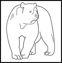 How to Draw a Spectacled Bear in 8 Easy Steps