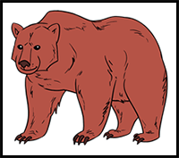 Learn How to Draw a Bear Step by Step
