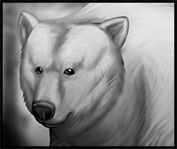 Drawing a Bear Step by Step