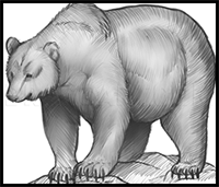 How to Sketch a Bear