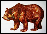 Brown Bear drawing