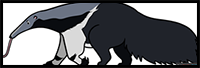 How to Draw an Anteater