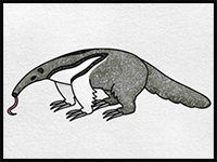 How to Draw an Anteater