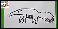 Learn How to Draw Anteater