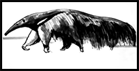 Anteater drawing