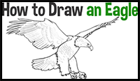 Learn How to Draw an American Eagle Step by Step Drawing Tutorial for Beginners